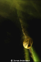 a freshwater snail works he´s way up. i used a long shutt... by Jonas Andersson 